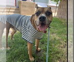 Small #8 Boxer Mix