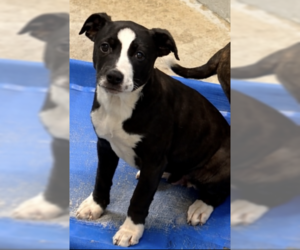 Mutt Dogs for adoption in Sistersville, WV, USA