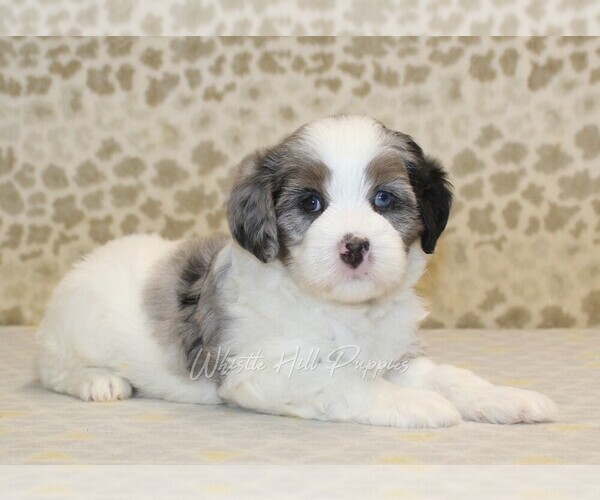 Medium Photo #2 Miniature Bernedoodle Puppy For Sale in DENVER, PA, USA