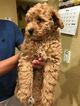Small Photo #2 Poodle (Miniature) Puppy For Sale in BRIGHTON, CO, USA