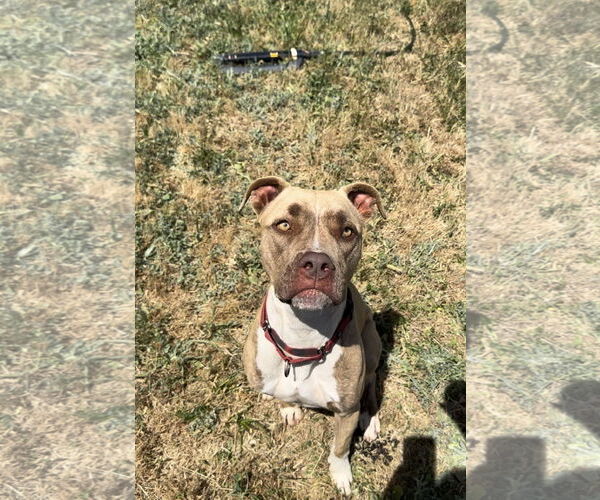 Medium Photo #4 Bullboxer Pit Puppy For Sale in Chico, CA, USA