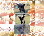 Small #11 Staffordshire Bull Terrier Mix