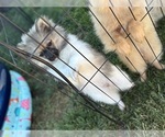 Small Photo #3 Pomeranian Puppy For Sale in DANVILLE, IN, USA