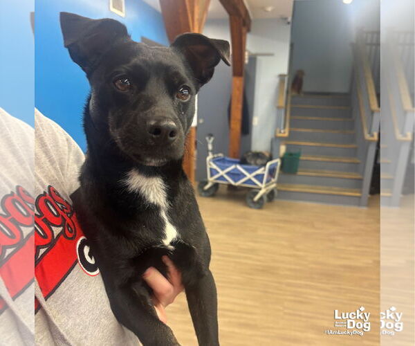 Medium Photo #3 Doxle Puppy For Sale in Washington, DC, USA