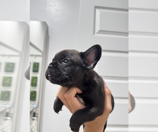 Medium Photo #4 French Bulldog Puppy For Sale in LAVEEN, AZ, USA
