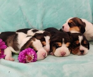 Beagle Puppy for sale in TACOMA, WA, USA