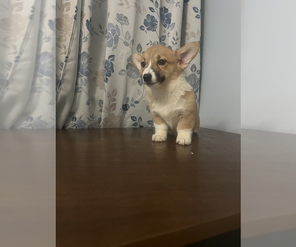 Medium Photo #59 Pembroke Welsh Corgi Puppy For Sale in DURHAM, CT, USA