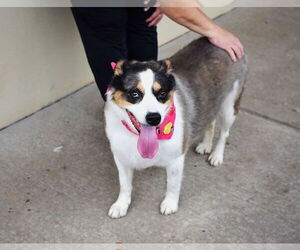 Mutt Dogs for adoption in McKinney, TX, USA