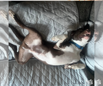 Small #11 Labrador Retriever Mix