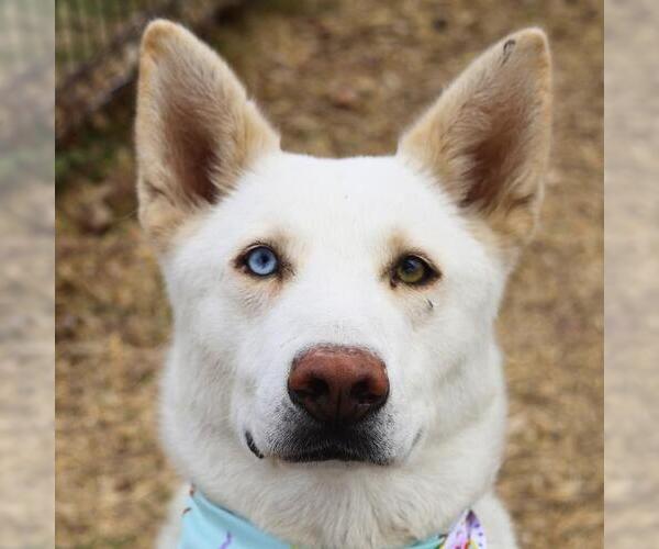 Medium Photo #2 Siberian Husky-Unknown Mix Puppy For Sale in San Antonio, TX, USA