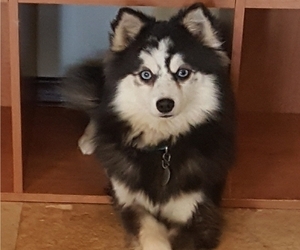 Father of the Pomsky puppies born on 07/21/2022