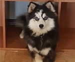 Small Photo #1 Pomsky Puppy For Sale in RAMONA, CA, USA