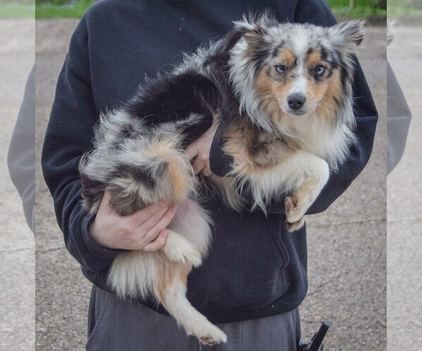 Medium Photo #2 Aussiepom Puppy For Sale in Huntley, IL, USA
