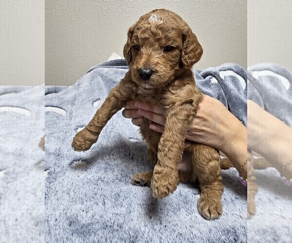 Medium Photo #25 Goldendoodle Puppy For Sale in COLLINSVILLE, IL, USA