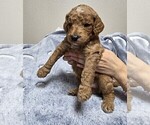 Small Photo #25 Goldendoodle Puppy For Sale in COLLINSVILLE, IL, USA
