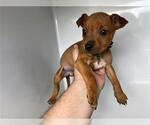 Small Chihuahua Mix