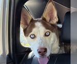 Small #1 Siberian Husky
