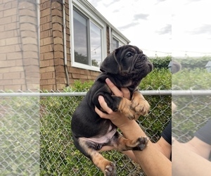 English Bulldog Puppy for sale in CHICAGO, IL, USA
