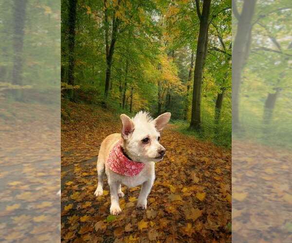 Medium Photo #8 Chi-Poo (Miniature) Puppy For Sale in Plantation, FL, USA