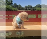 Small Photo #12 Golden Retriever Puppy For Sale in AUSTIN, KY, USA