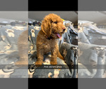 Puppy Puppy 7 Poodle (Standard)