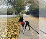 Small #1 Border Collie Mix