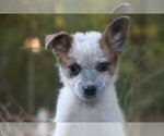 Blaine - Female Mutt Dog for Adoption - Small photo