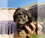 Small Photo #5 Goldendoodle (Miniature) Puppy For Sale in DALTON, GA, USA
