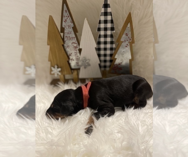 Medium Photo #3 Doberman Pinscher Puppy For Sale in FREMONT, IN, USA