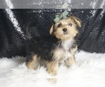 Puppy Huckleberry F1B Morkie