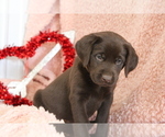 Small Photo #4 Labrador Retriever Puppy For Sale in RICHLAND, IA, USA