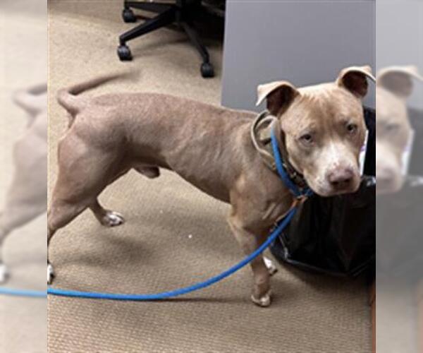 Medium Photo #1 American Pit Bull Terrier Puppy For Sale in Upland, CA, USA