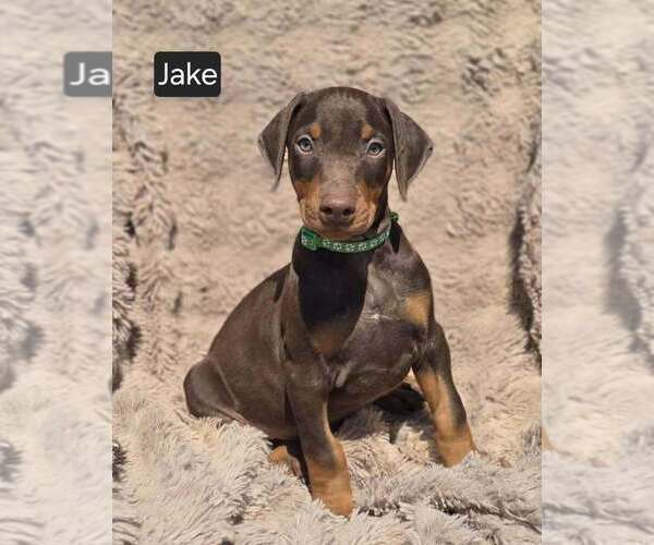 Medium Photo #2 Doberman Pinscher Puppy For Sale in POMEROY, OH, USA