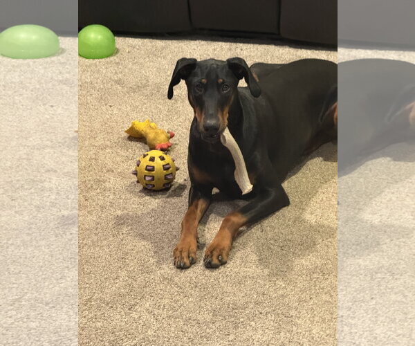 Medium Photo #6 Doberman Pinscher Puppy For Sale in Minneaoplis, MN, USA