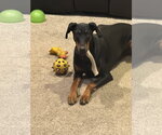 Small #5 Doberman Pinscher