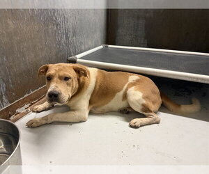 Chinese Shar-Pei-Unknown Mix Dogs for adoption in Conroe, TX, USA