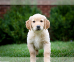 Small Photo #11 Golden Retriever Puppy For Sale in GRAND RAPIDS, MI, USA
