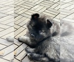 Small Photo #5 Keeshond Puppy For Sale in VANCOUVER, WA, USA