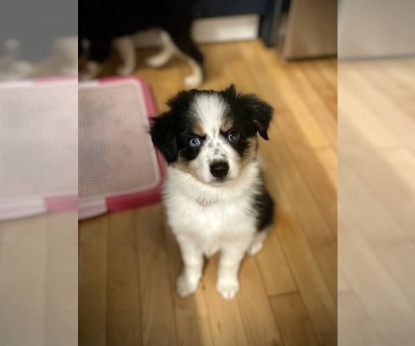Medium Photo #1 Miniature Australian Shepherd-Pomsky Mix Puppy For Sale in CHICAGO, IL, USA
