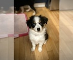 Small Photo #1 Miniature Australian Shepherd-Pomsky Mix Puppy For Sale in CHICAGO, IL, USA