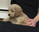 Small Photo #2 Goldendoodle (Miniature) Puppy For Sale in NARVON, PA, USA