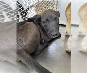 Labrador Retriever-Unknown Mix Dogs for adoption in Bakersfield, CA, USA