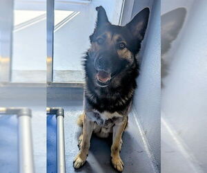 German Shepherd Dog Dogs for adoption in Downey, CA, USA