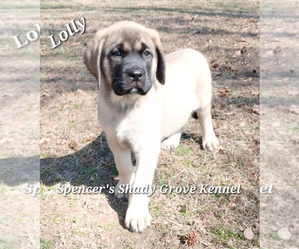 Medium Photo #2 Mastiff Puppy For Sale in CABOOL, MO, USA