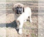 Small #1 Mastiff