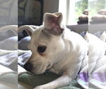 Small #4 Italian Greyhuahua