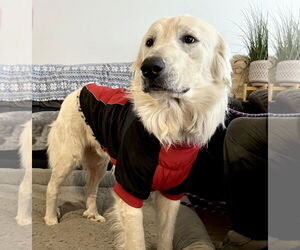 James - Male Great Pyrenees Dog for Adoption - Photo #7