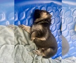Small #1 German Shepherd Dog