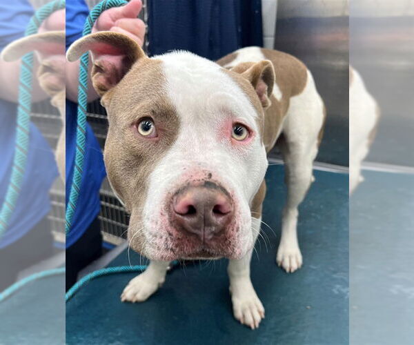 Medium Photo #1 American Bulldog-Unknown Mix Puppy For Sale in Mobile, AL, USA