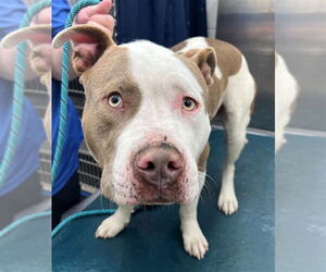 American Bulldog-Unknown Mix Dogs for adoption in Mobile, AL, USA